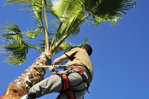 Palm Tree Trimming in Kerrville