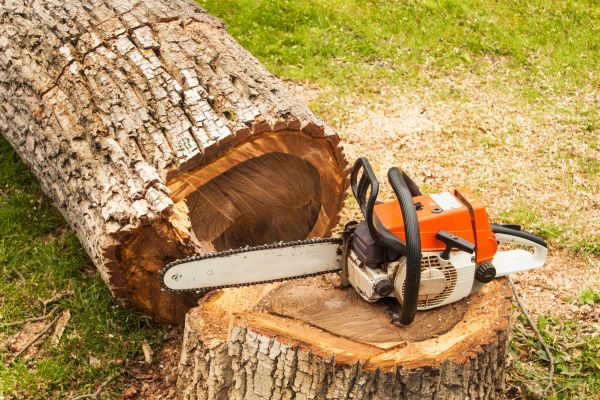 Tree Cutting Service in Kerrville