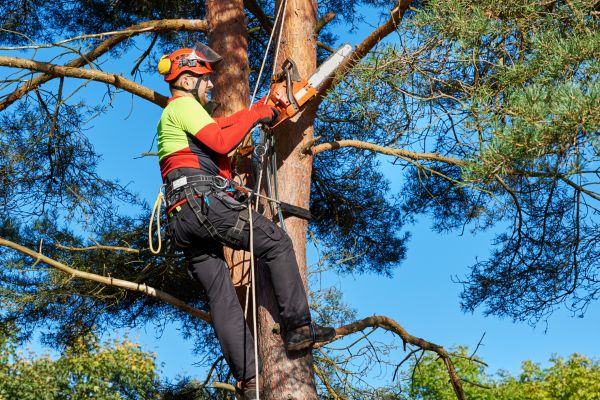 Tree Service in Kerrville