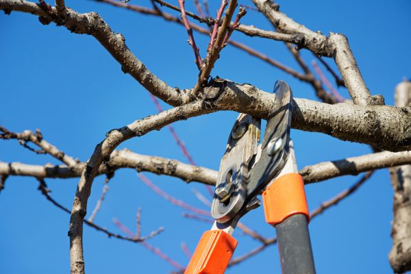 Tree Shearing in Kerrville