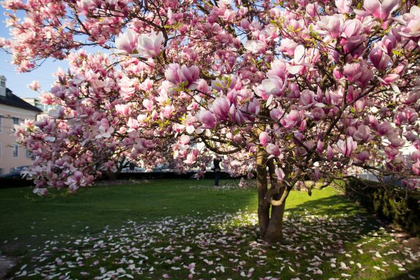 Ornamental Tree Pruning in Kerrville