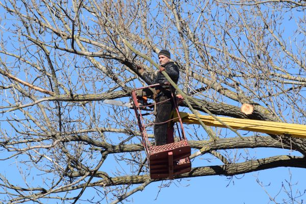 Emergency Tree Trimming in Kerrville