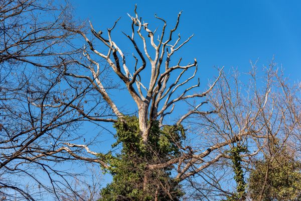 Deadwood Removal in Kerrville
