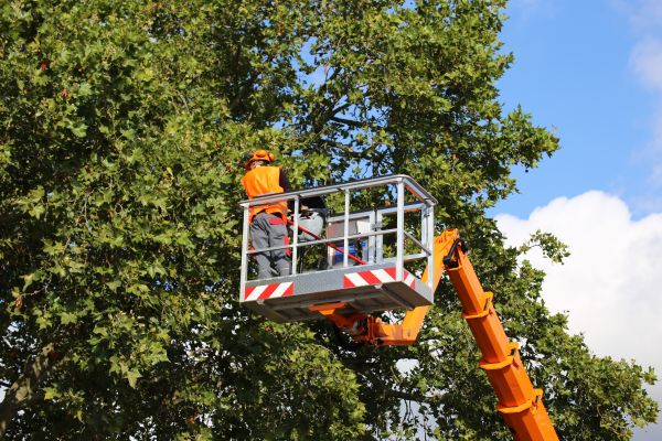 Commercial Tree Service in Kerrville