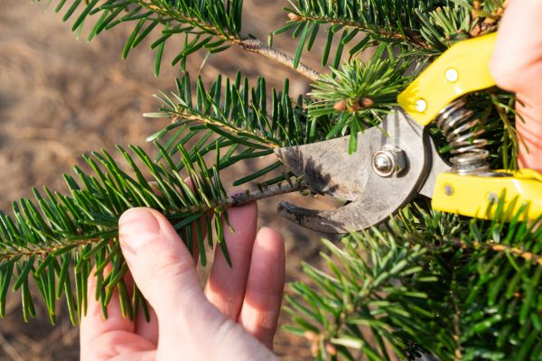 Pine Tree Pruning in Kerrville