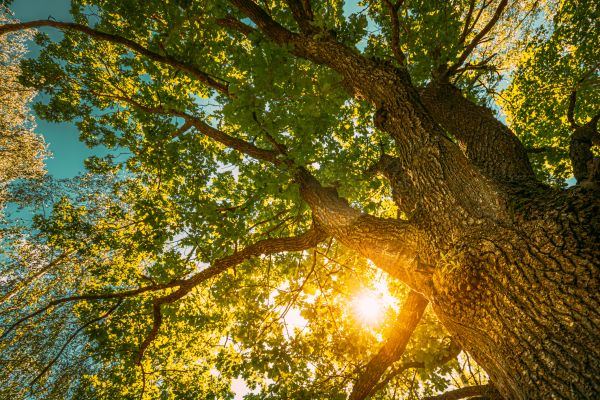 Oak Tree Pruning in Kerrville