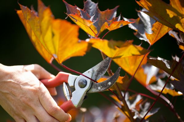 Maple Tree Pruning in Kerrville