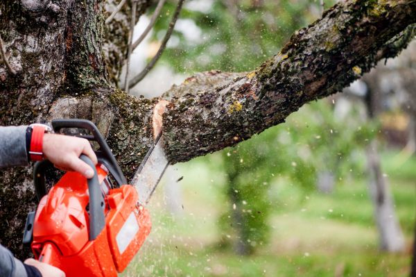Tree Limbs Removal in Kerrville
