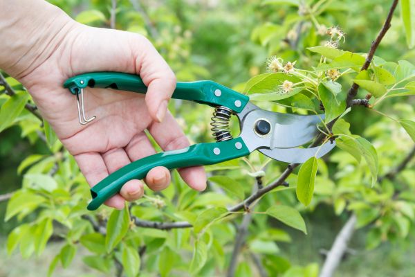 Pear Tree Pruning in Kerrville