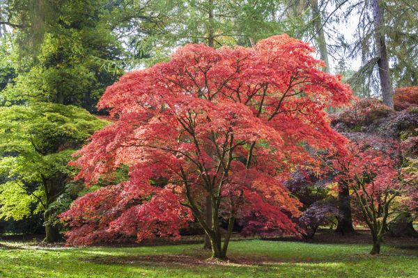 Japanese Maple Pruning in Kerrville