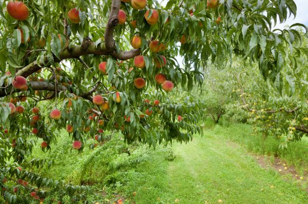 Peach Tree Pruning in Kerrville