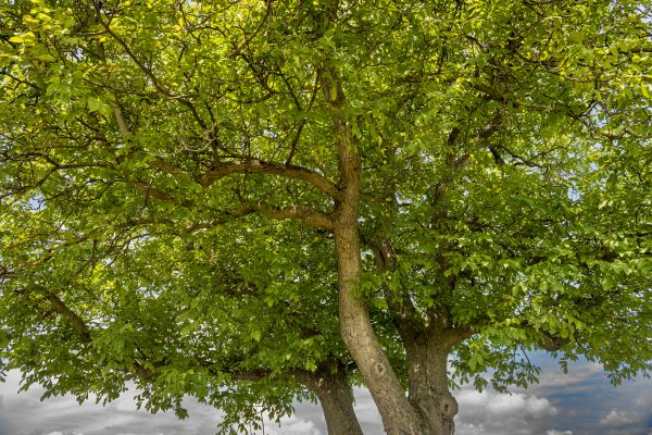 Walnut Tree Trimming in Kerrville
