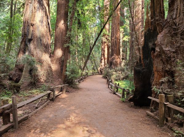 Redwood Tree Pruning in Kerrville