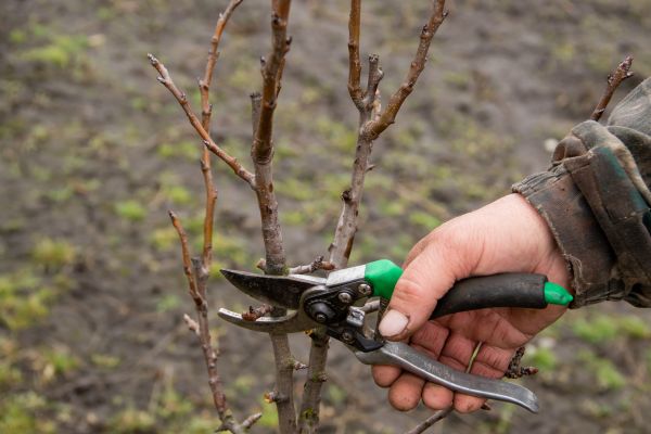 Pear Trees Pruning in Kerrville