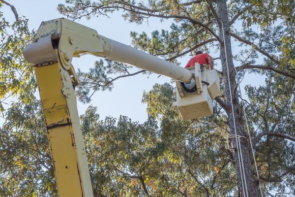 Limbs Trimming in Kerrville