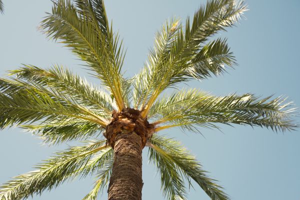 Queen Palm Pruning in Kerrville