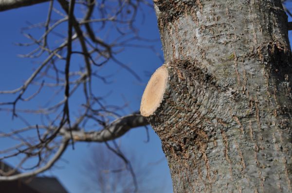 Limb Pruning in Kerrville