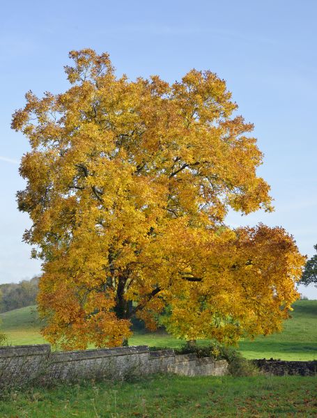 Hickory Tree Trimming in Kerrville