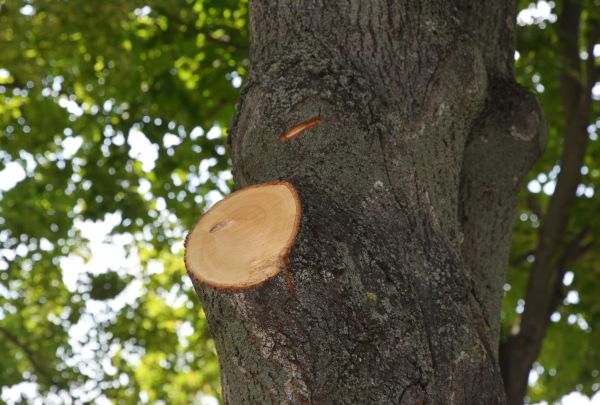 Limb Cutting in Kerrville