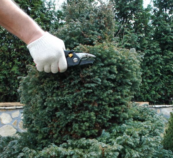 Ornamental Tree Trimming in Kerrville