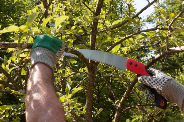 Apple Tree Trimming in Kerrville