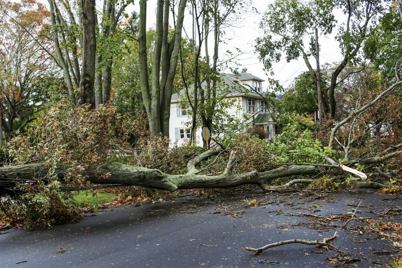 Storm Damage Tree Collapse