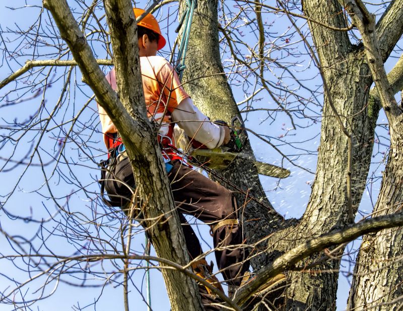 Tree Limb Trimming Service